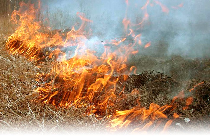 На Тернопільщині пожежники врятували від вогню 18 га лісу