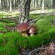 На Теребовлянщині молода жінка отруїлася грибами