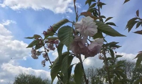 Японським сакурам в Тернополі сподобалось. Уже є цвіт (ФОТО)