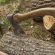 Зрубав 27 дерев: поблизу Тернополя чоловік “почистив” лісосмугу вздовж залізниці
