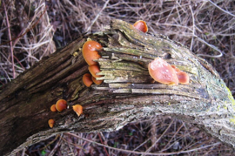 гриби серед зими