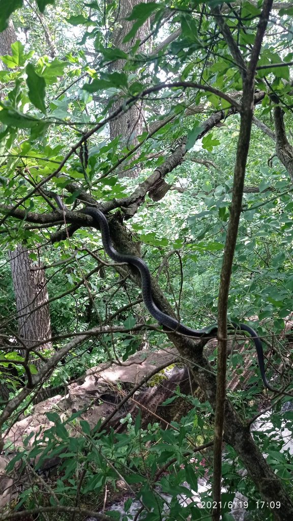змія на дереві