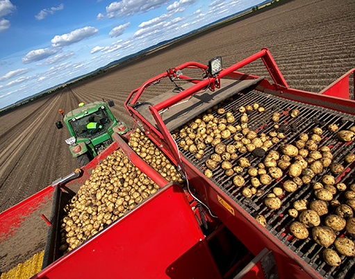 урожай картоплі