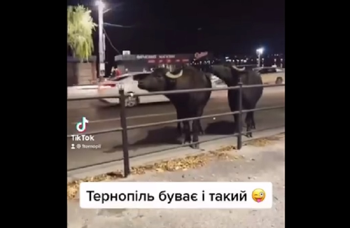 буйволи у Тернополі
