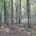 ліс на Тернопільщині