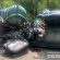 У поліції розповіли деталі автопригоди, яка трапилася вчора у Микулинцях