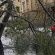 У Львові через негоду впали 119 дерев, пошкоджено 10 автомобілів