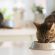 Корм для котів холістік: чим корисний і де придбати?