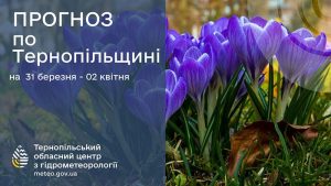 крокуси