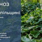 До 24° тепла: прогноз погоди у Тернополі на 19 червня