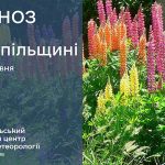 Хмарно, без опадів: прогноз погоди у Тернополі на 21 червня