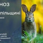 До 30° тепла: прогноз погоди у Тернополі на 5 червня