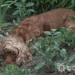 У Тернополі чоловік викинув собаку з восьмого поверху багатоповерхівки