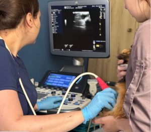 УЗД у тварин