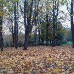 Невеликі дощі: прогноз погоди у Тернополі на 12 листопада