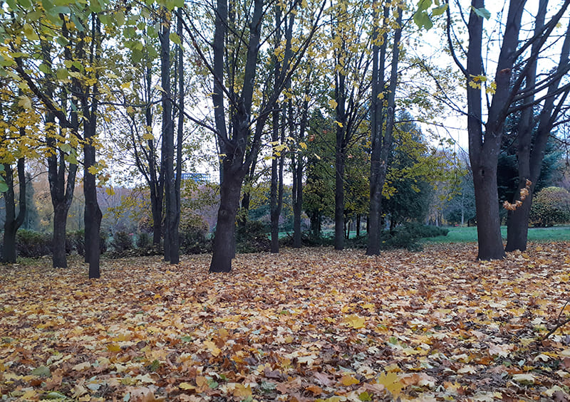 Невеликі дощі: прогноз погоди у Тернополі на 12 листопада