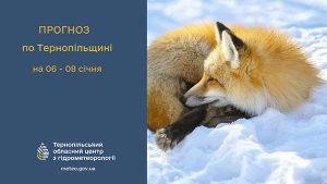 лисичка взимку