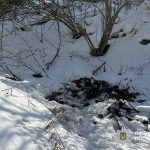 Жительку Тернопільщини госпіталізували із підозрою на сказ: вона розбороняла собак та лисицю