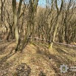 ліс навесні