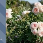 До 25° тепла: прогноз погоди у Тернополі на 23 липня