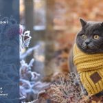 До 22° тепла: прогноз погоди у Тернополі на 10 жовтня