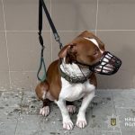 У Тернополі агресивний юнак нацькував собаку на працівницю поліції